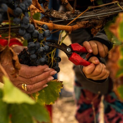 La Festa de la Verema Mas Vicenç