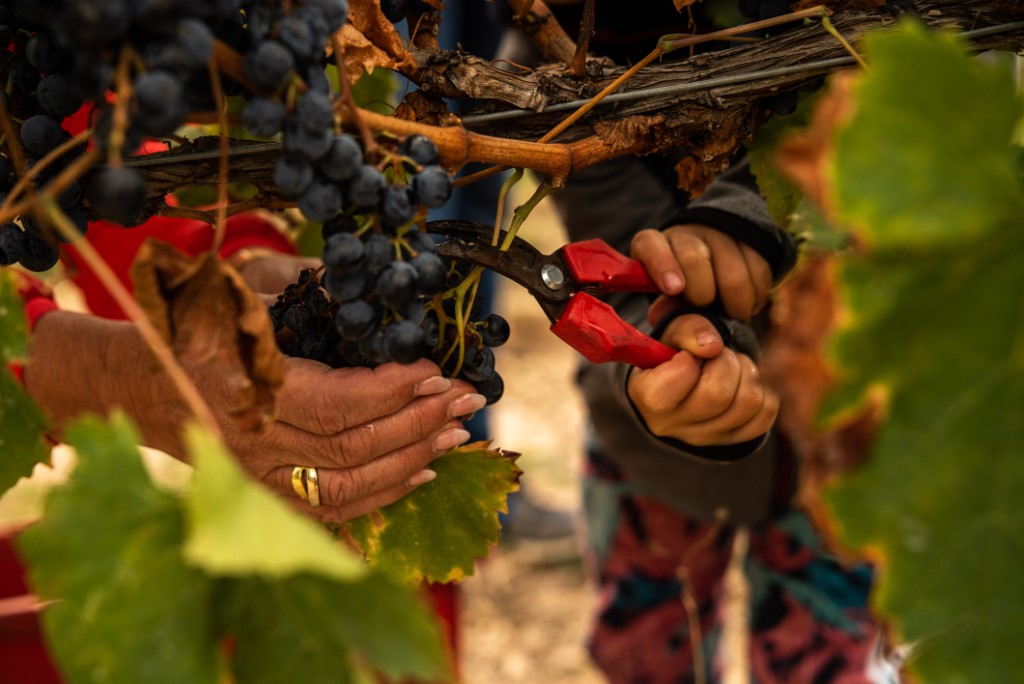 La Festa de la Verema Mas Vicenç