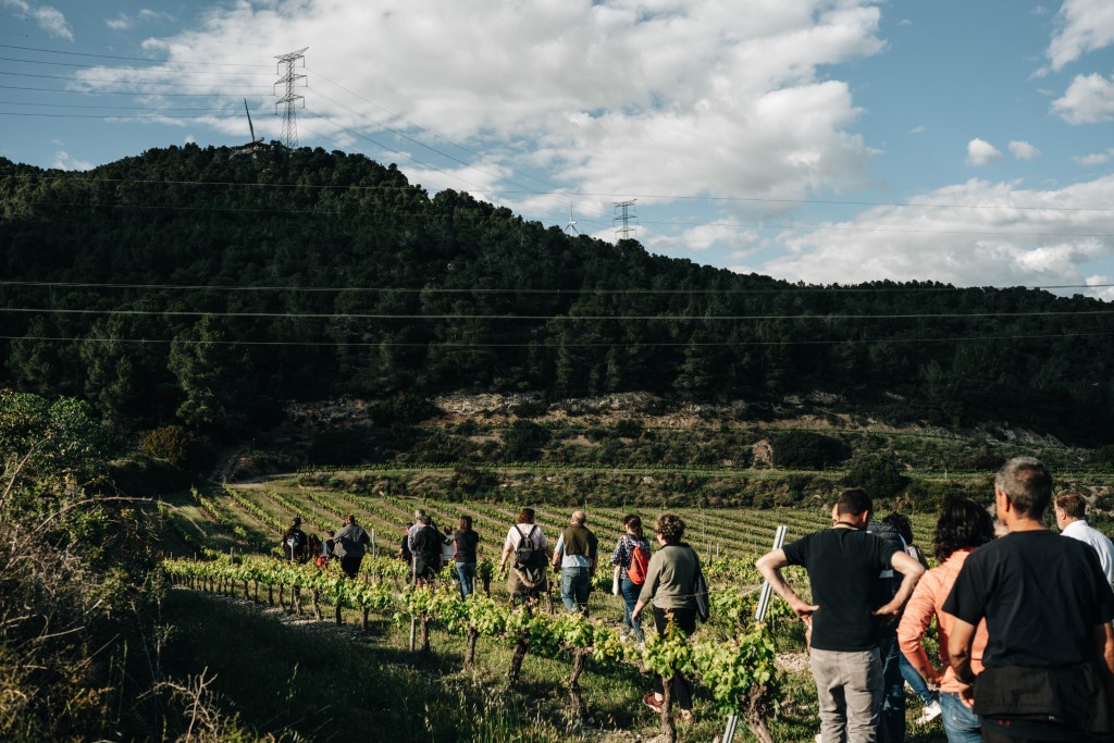 Walk & Wine: Ruta de les 7 vinyes