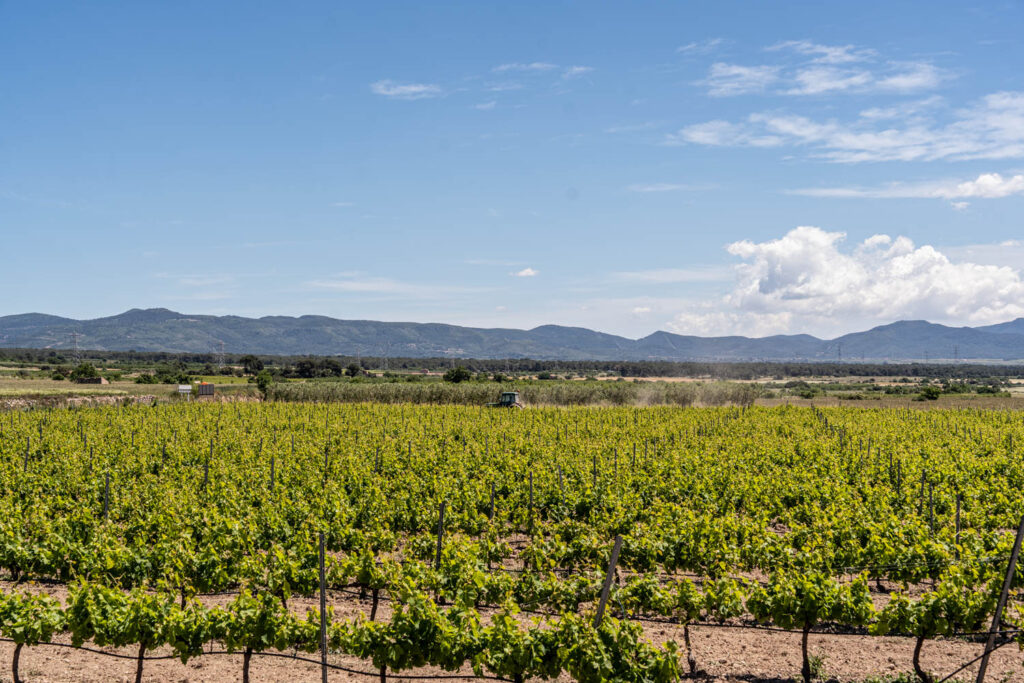 cata de vins a Tarragona